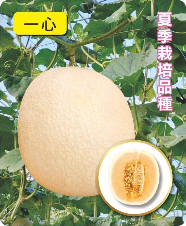 一心/包200粒