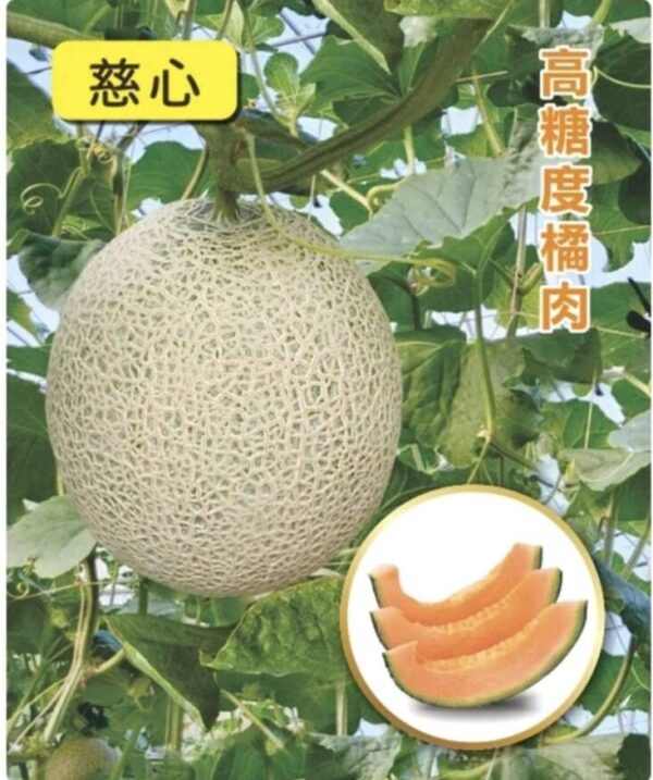 慈心/包200粒