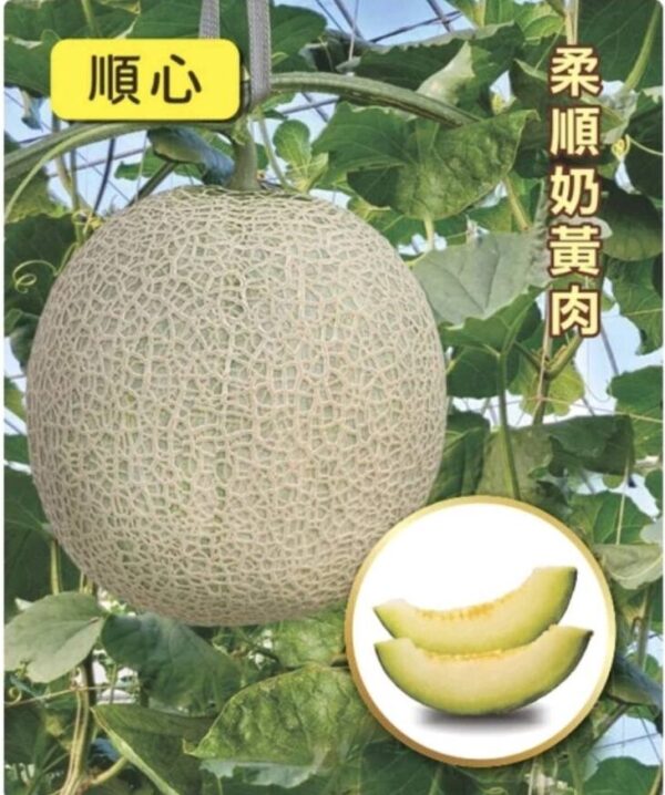 順心/包200粒