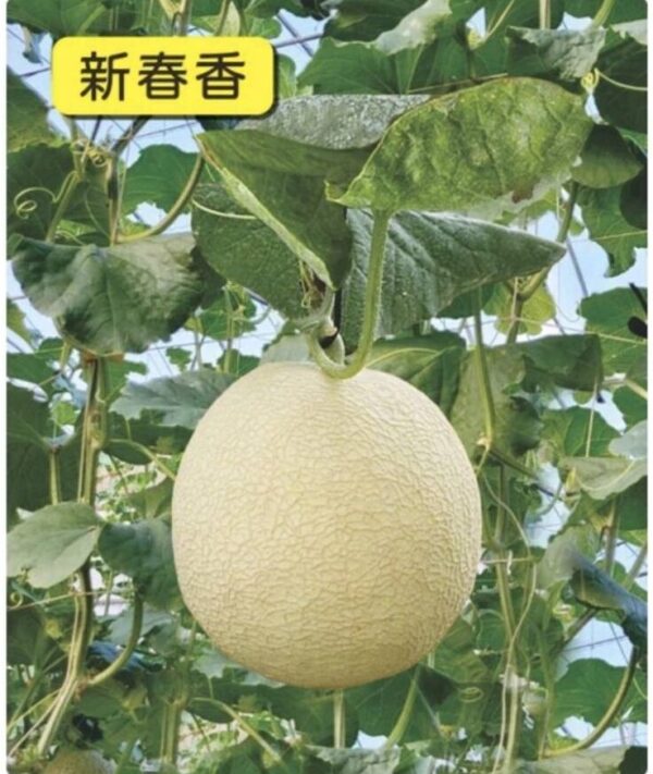 新春香/包200粒