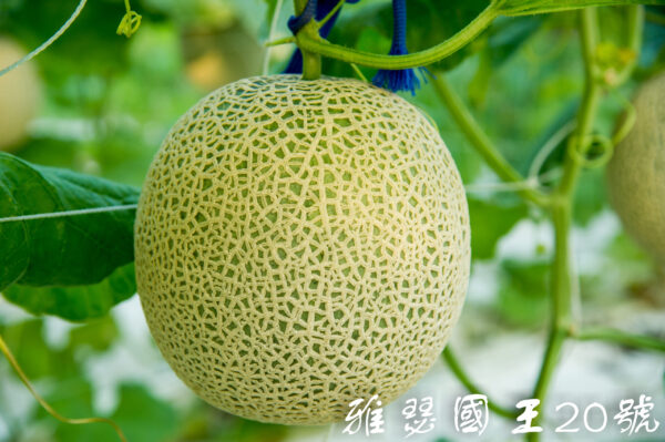 雅瑟國王20號/包200粒
